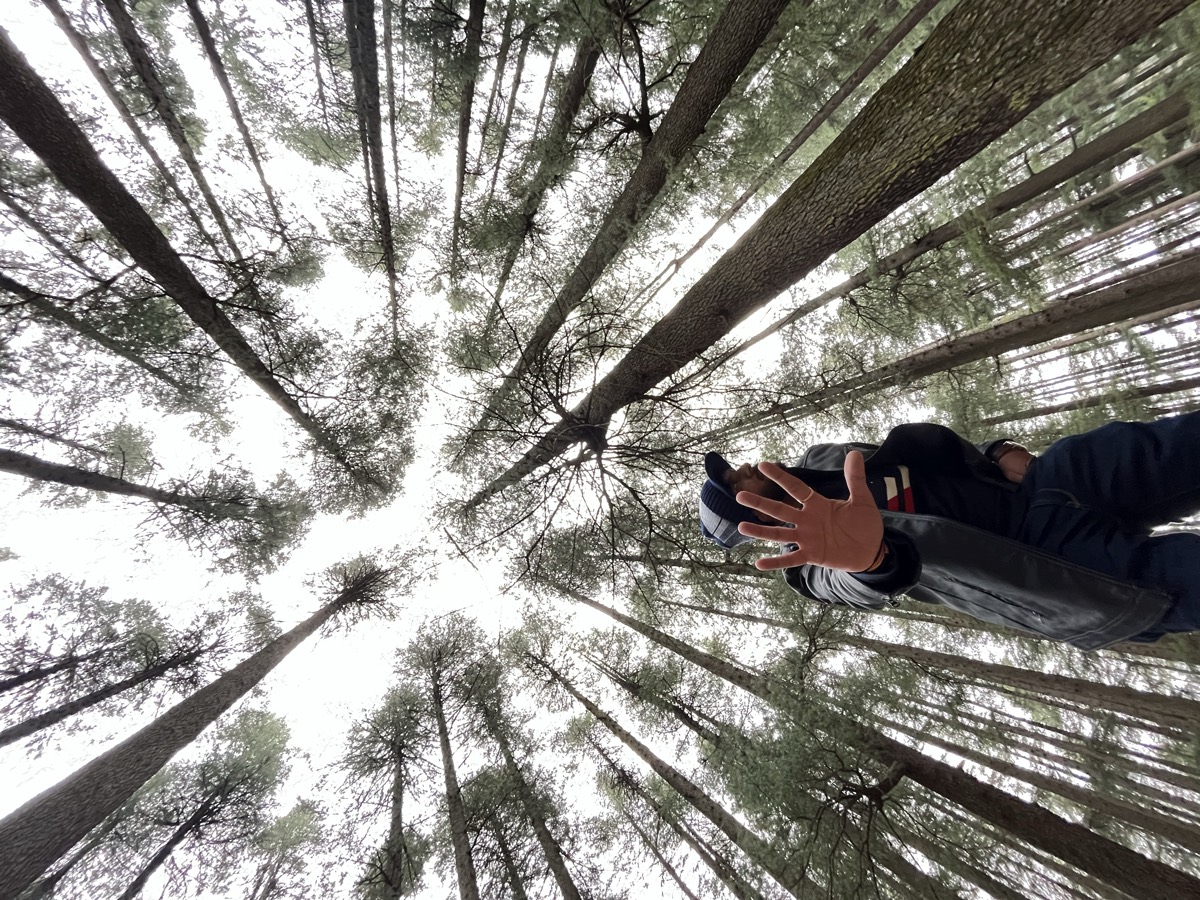 Looking up at towering deodar trees, Pratik reaching a hand toward the camera
